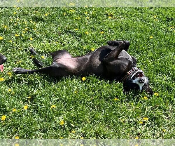 Medium Photo #4 Mutt Puppy For Sale in Sheboygan, WI, USA