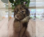Small #13 Maltipom