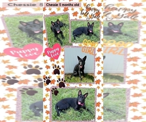 German Shepherd Dog Puppy for sale in CLERMONT, FL, USA