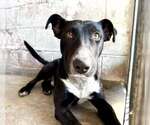 Small #7 Labrador Retriever Mix