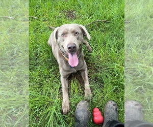 Mother of the Labrador Retriever puppies born on 06/16/2026