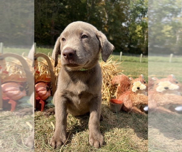 Medium Photo #4 Labrador Retriever Puppy For Sale in NEOLA, WV, USA
