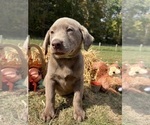 AKC Ready to Go - Male Labrador Retriever Puppy for Sale - Photo #4