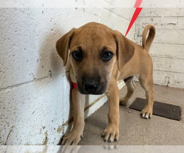 Medium Photo #1 Mutt Puppy For Sale in San Bernardino, CA, USA