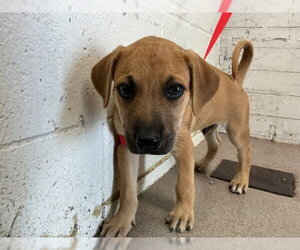 Mutt Dogs for adoption in San Bernardino, CA, USA