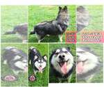 Small Huskies  Mix