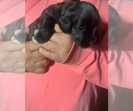 Small Photo #7 Schnauzer (Miniature) Puppy For Sale in COMANCHE, TX, USA