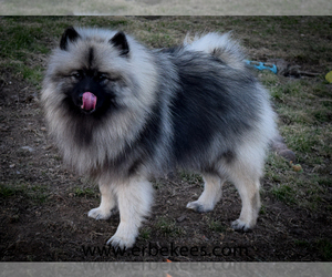 Father of the Keeshond puppies born on 01/29/2024
