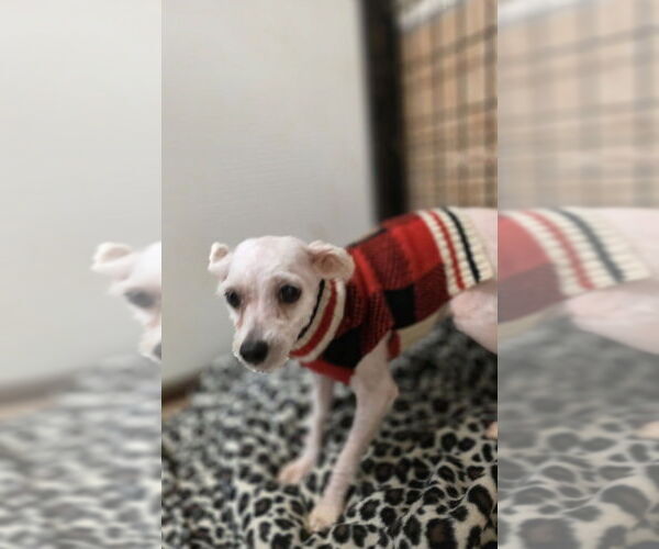 Medium Photo #1 Chihuahua-Unknown Mix Puppy For Sale in Osgood, IN, USA