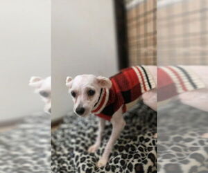 Chihuahua-Unknown Mix Dogs for adoption in Osgood, IN, USA