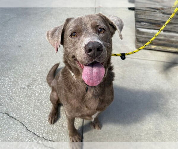 Medium Photo #5 Labmaraner Puppy For Sale in Ocala, FL, USA