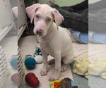 Small #10 Australian Shepherd-Catahoula Leopard Dog Mix