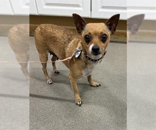 Medium Photo #1 Chihuahua Puppy For Sale in Forestville, MD, USA