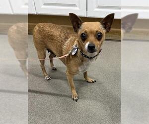 Chihuahua Dogs for adoption in Forestville, MD, USA