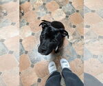 Small #46 American Pit Bull Terrier Mix
