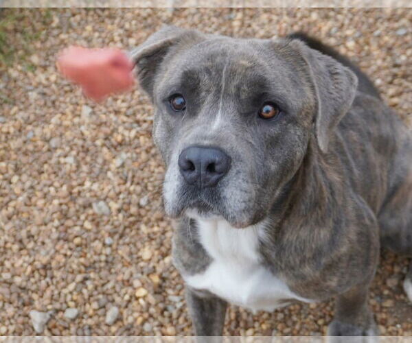 Medium Photo #2 Mutt Puppy For Sale in Anniston, AL, USA