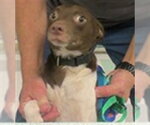 ELMO - Male Alaskan Klee Kai Dog for Adoption - Small photo