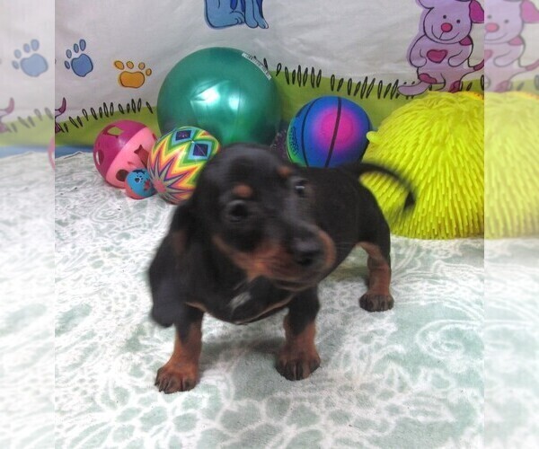 Medium Photo #3 Dachshund Puppy For Sale in RATTAN, OK, USA