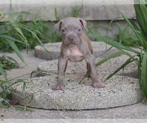 American Bully Puppy for sale in CHAMPAIGN, IL, USA
