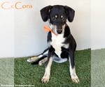 Small #5 Australian Kelpie-Labrador Retriever Mix