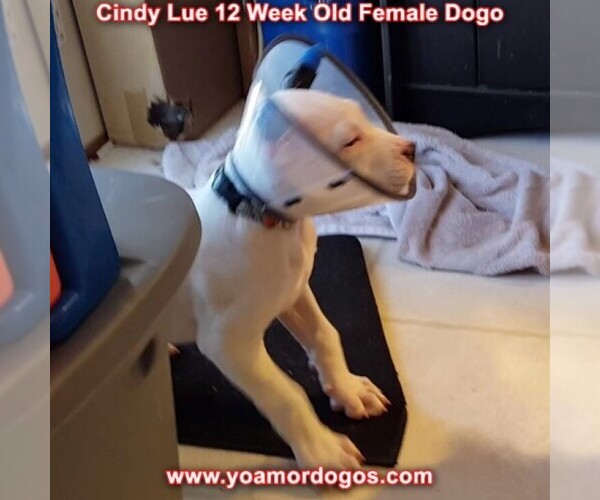Medium Photo #146 Dogo Argentino Puppy For Sale in PINEVILLE, MO, USA