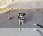 Small Photo #5 Siberian Husky Puppy For Sale in RENO, NV, USA