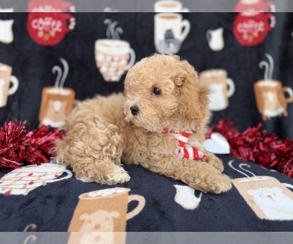 Medium Photo #2 Bichpoo Puppy For Sale in LAKELAND, FL, USA