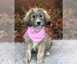 Pyredoodle Litter for sale in PAYETTE, ID, USA