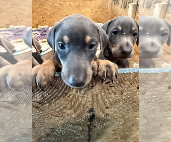 Medium Photo #2 Doberman Pinscher Puppy For Sale in PITTSBURGH, PA, USA