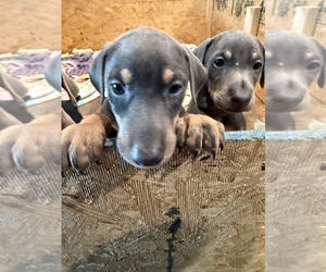 Medium Doberman Pinscher