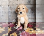 Litter of 4 - Male(s) and Female(s) Golden RetrieverLitter of Puppies for Sale - Photo #2
