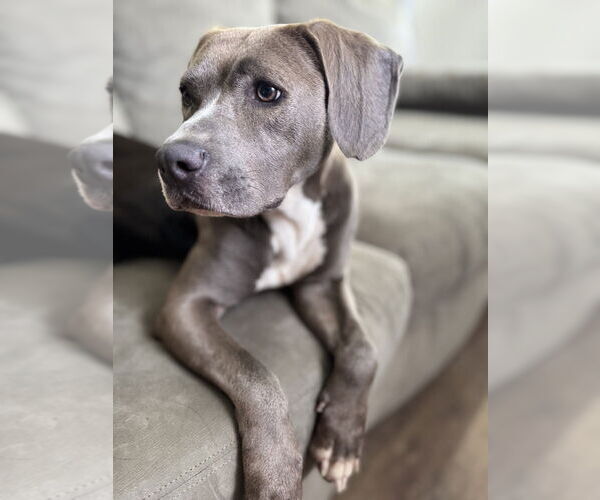 Medium Photo #2 Labrador Retriever-Unknown Mix Puppy For Sale in Brewster, NY, USA