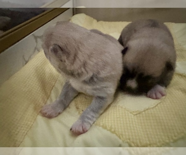 Medium Photo #167 Pomsky Puppy For Sale in LOVELAND, CO, USA