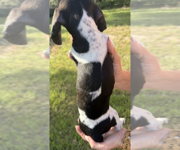 Medium Photo #2 Dachshund Puppy For Sale in LAKE PLACID, FL, USA