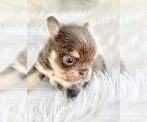 Medium French Bulldog