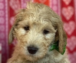Goldendoodle Puppy for sale in LANCASTER, PA, USA