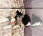 Small #3 Australian Shepherd