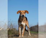 Small #3 German Shepherd Dog Mix