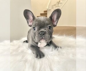 French Bulldog Puppy for sale in HOUSTON, TX, USA