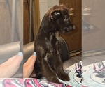 Small #3 Poodle (Toy)-YorkiePoo Mix
