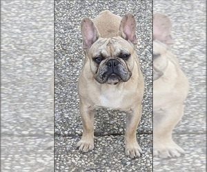 French Bulldog Puppy for sale in GERBER, CA, USA