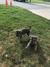Schnauzer (Miniature) Puppy for sale in MILLS RIVER, NC, USA