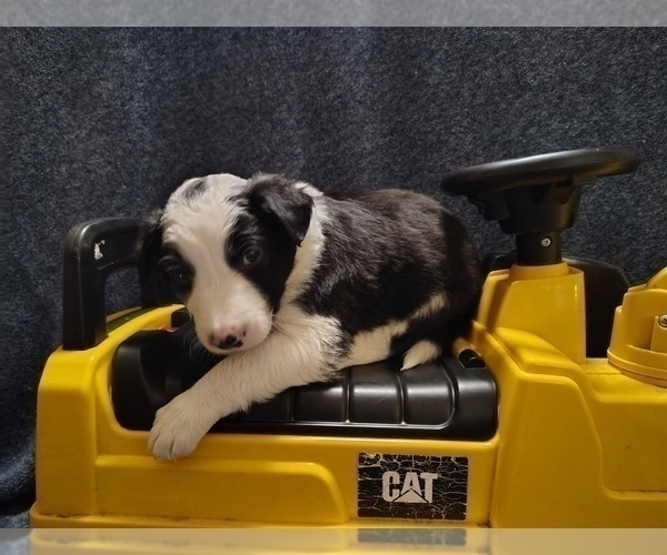 Medium Photo #25 Border Collie Puppy For Sale in NORBORNE, MO, USA