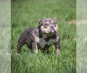 Mother of the American Bully puppies born on 07/05/2022
