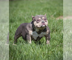 Small Photo #1 American Bully Puppy For Sale in BAKERSFIELD, CA, USA