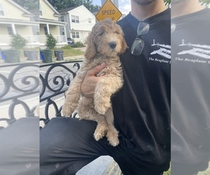 Goldendoodle Puppy for sale in PROVIDENCE, RI, USA