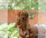 Small Photo #4 Goldendoodle (Miniature) Puppy For Sale in SPRING, TX, USA