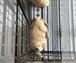 Small Photo #25 Golden Retriever Puppy For Sale in HAMPSTEAD, NC, USA