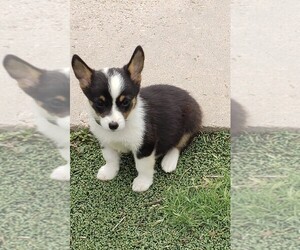 Aussie-Corgi Puppy for sale in BRIGGSDALE, CO, USA