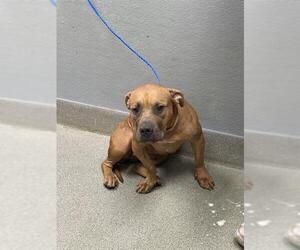 Mutt Dogs for adoption in Las Vegas, NV, USA